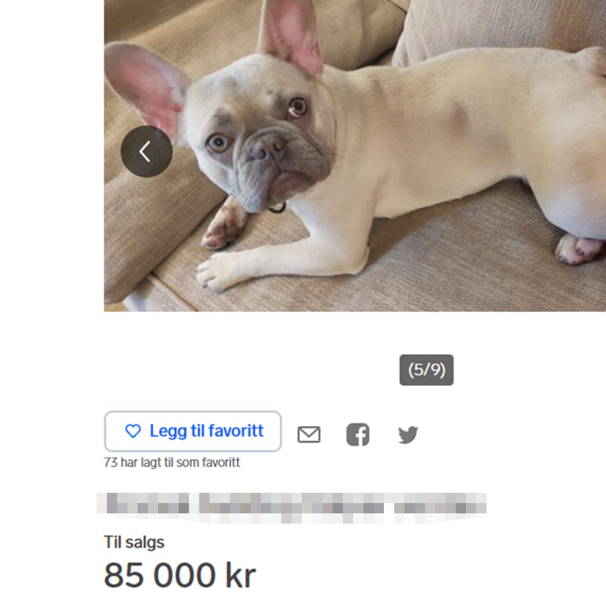 Hunder selges til blodpris – Finn.no sammenligner det PS5, men veterinær sier de må ta ansvar – Nordland