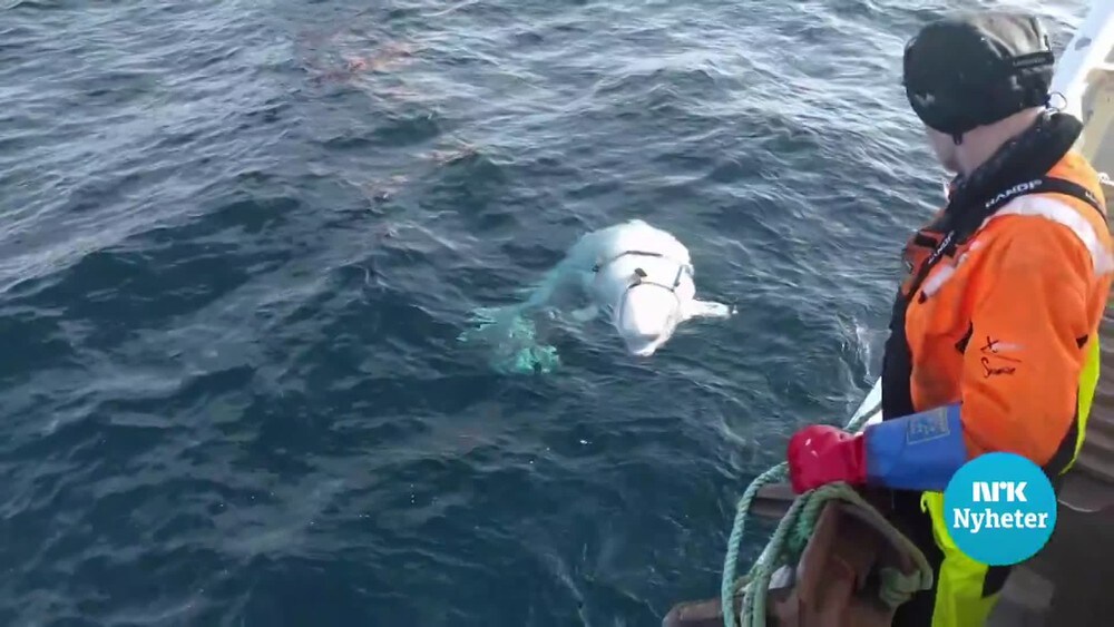 Filmet hval med stramt seletøy – kan ha rømt fra fangenskap i Russland
