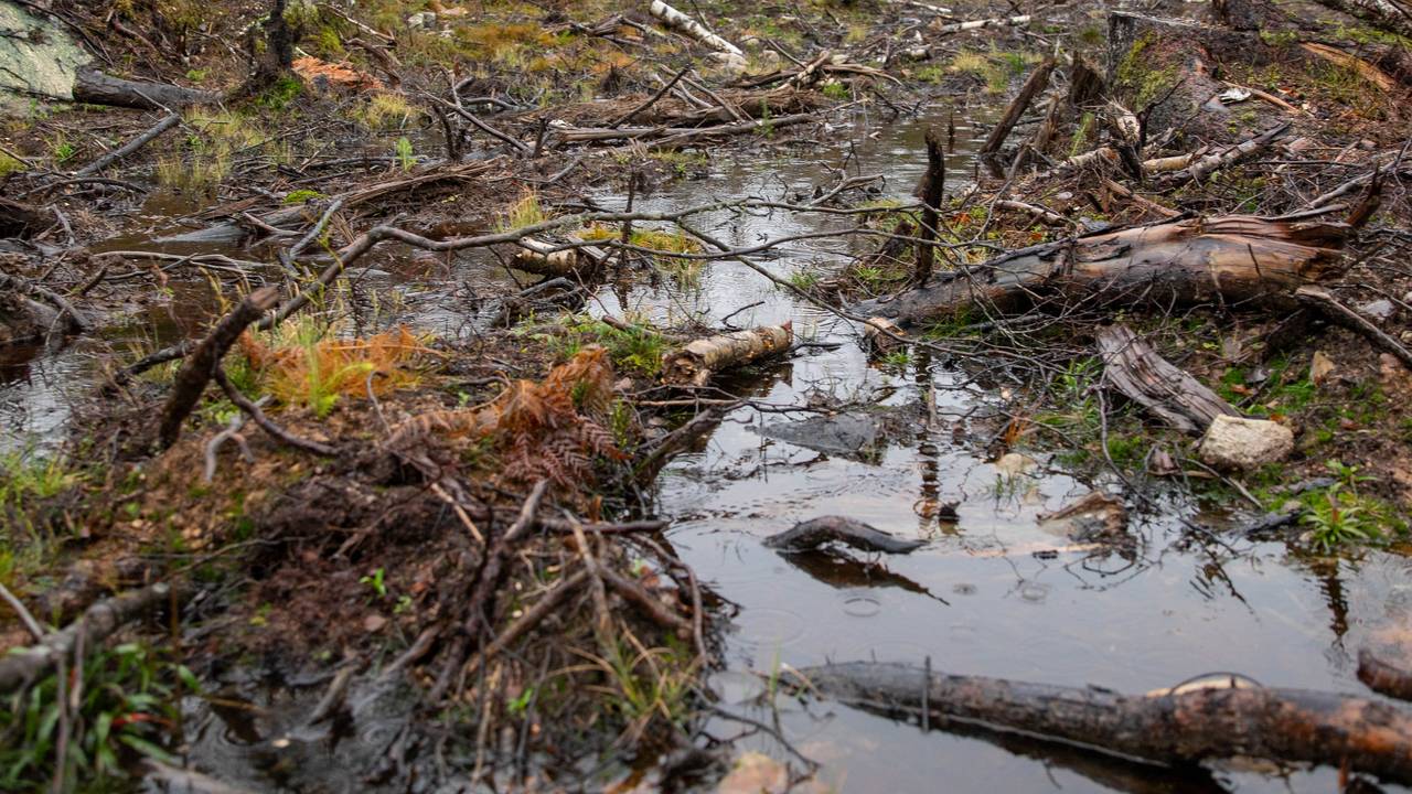 skog vnterbro