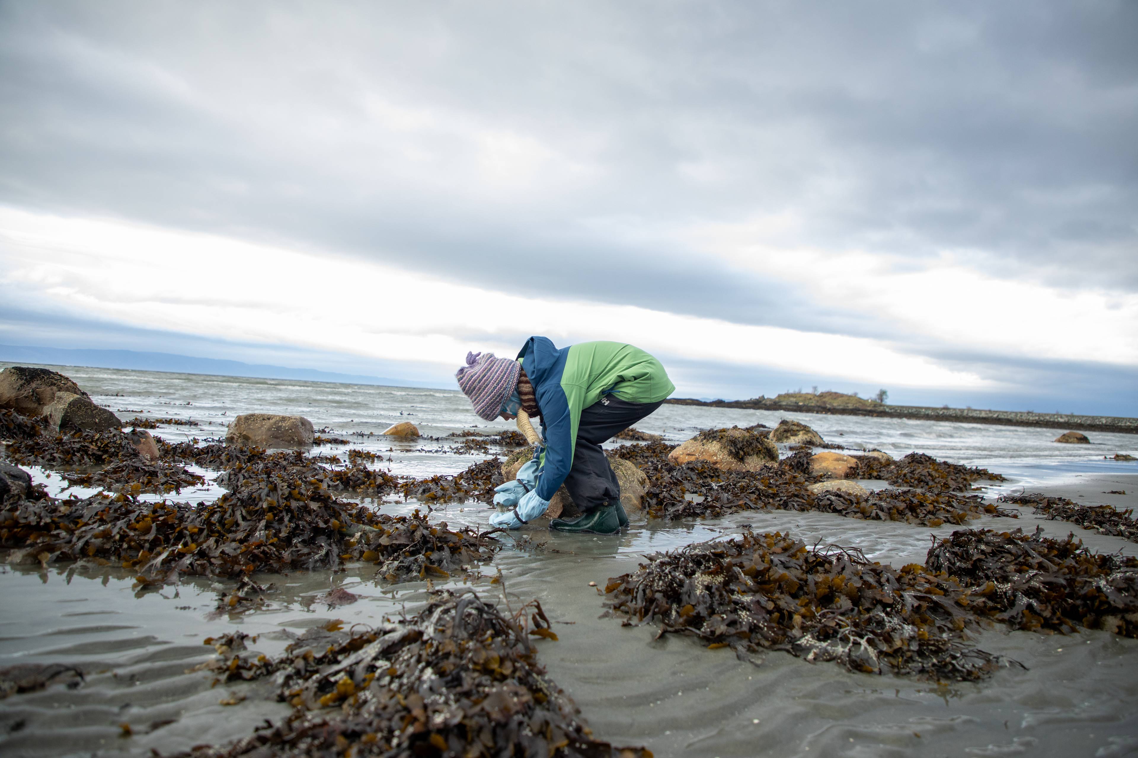 En person med hatt og grønn jakke samler tang på en strand. Personen bøyer seg ned ved vannkanten. Bakgrunnen viser havet og en grå himmel. Området er preget av tang og steiner.