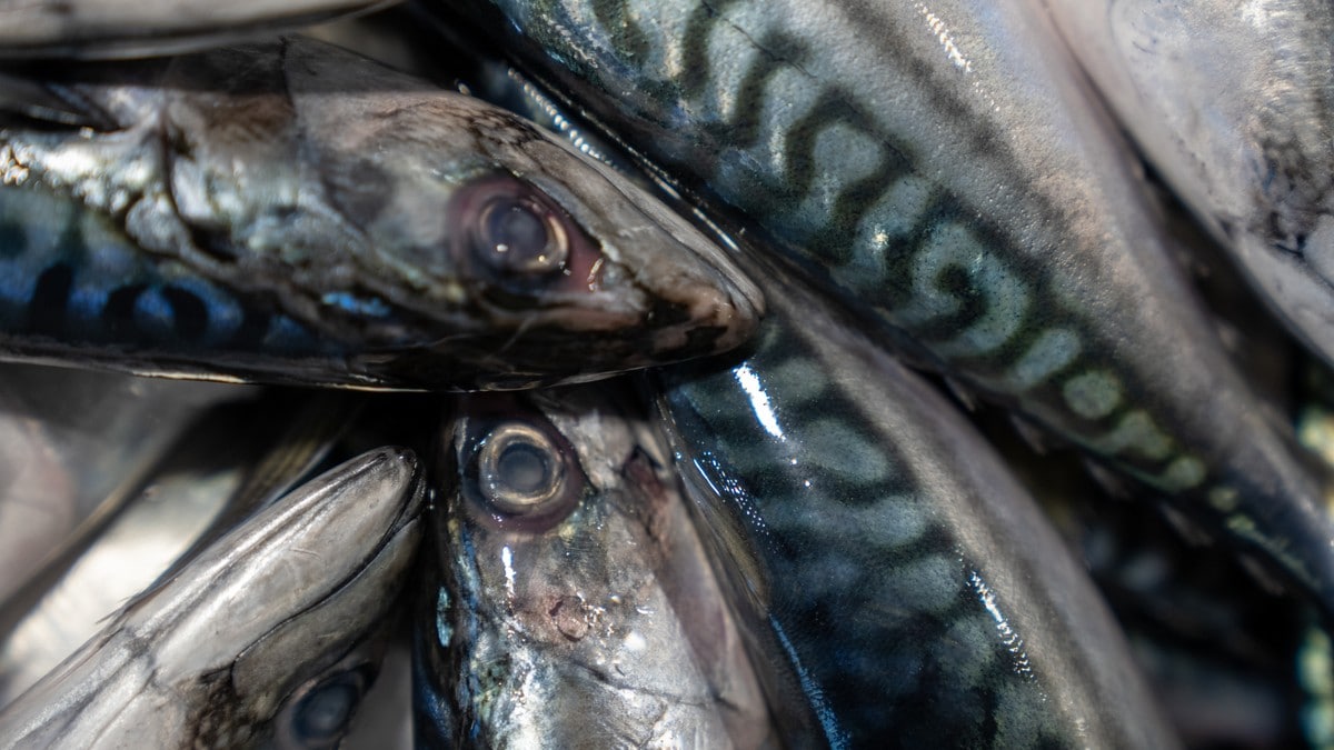 Havforskningsinstituttet: Lavere mengder av makrell observert i Norskehavet