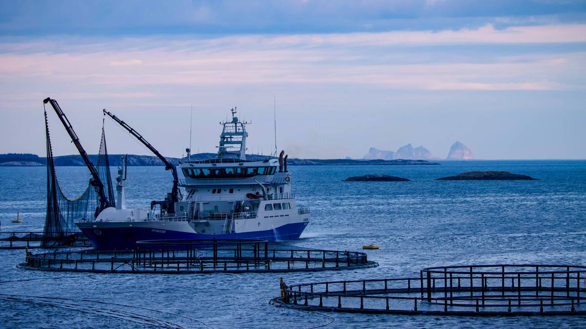 Strid om laksen er «norsk» eller ikkje