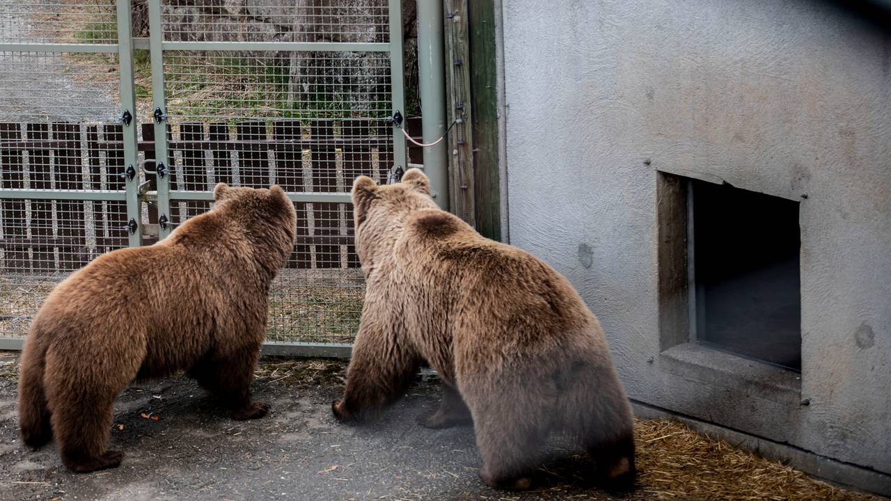 Bjørner i Bjørneparken i Flå. 