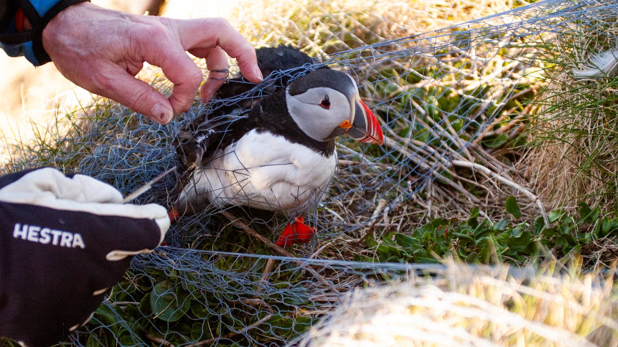 Folk som skjærer løs lundefugl fra nett. 