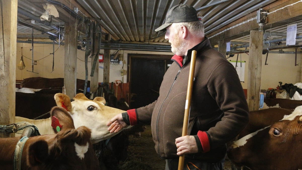 Arild har levert «steikande» god mjølk i 25 år