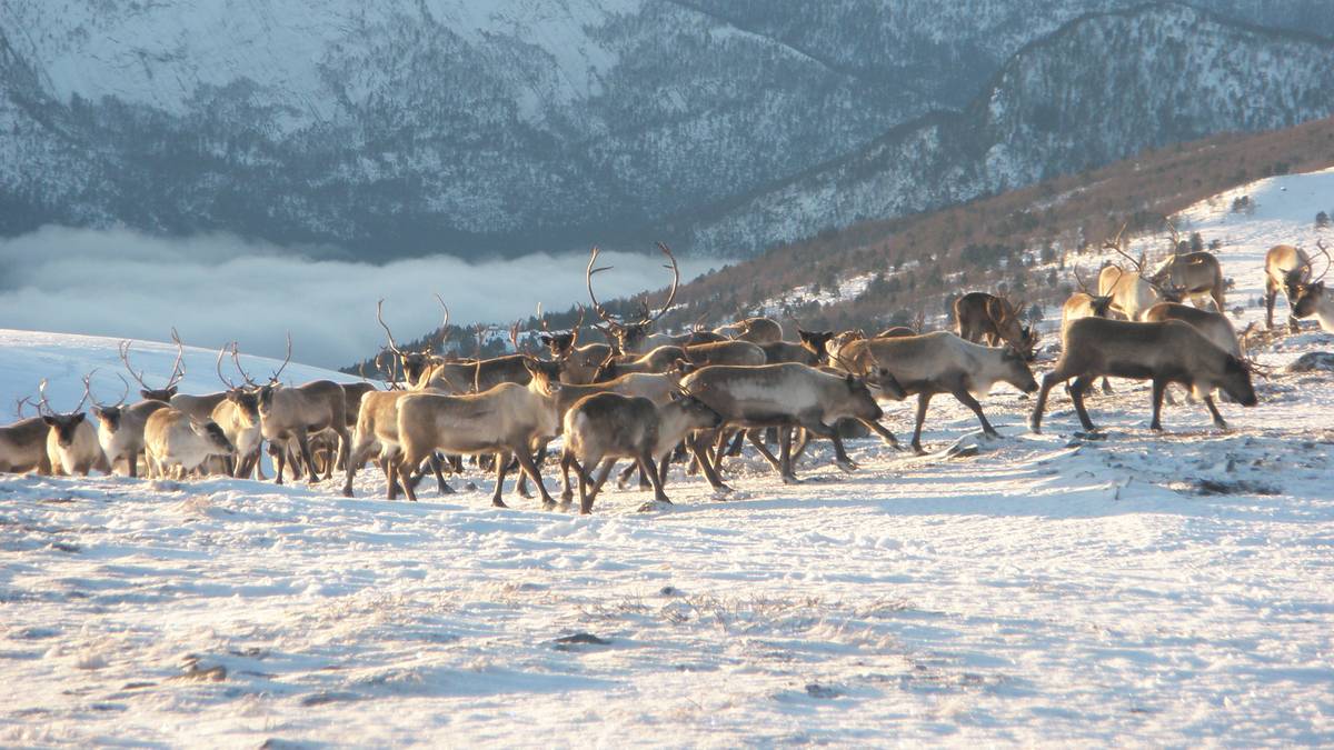 The number of reindeer in Canada and the United States is increasing – NRK Sápmi