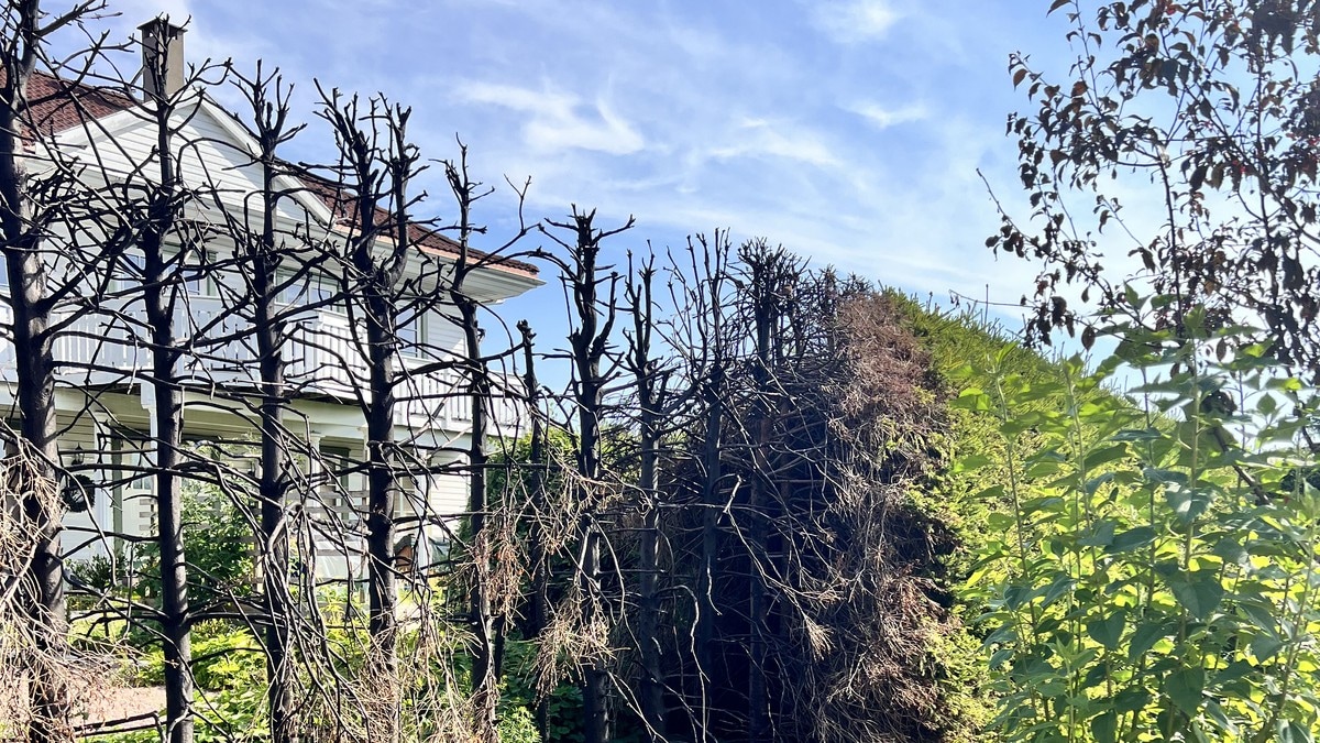 Blir fort heitt i hekken: – Ei brannbombe