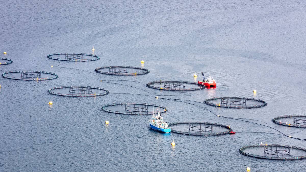Lakseprisen fortsetter nedover