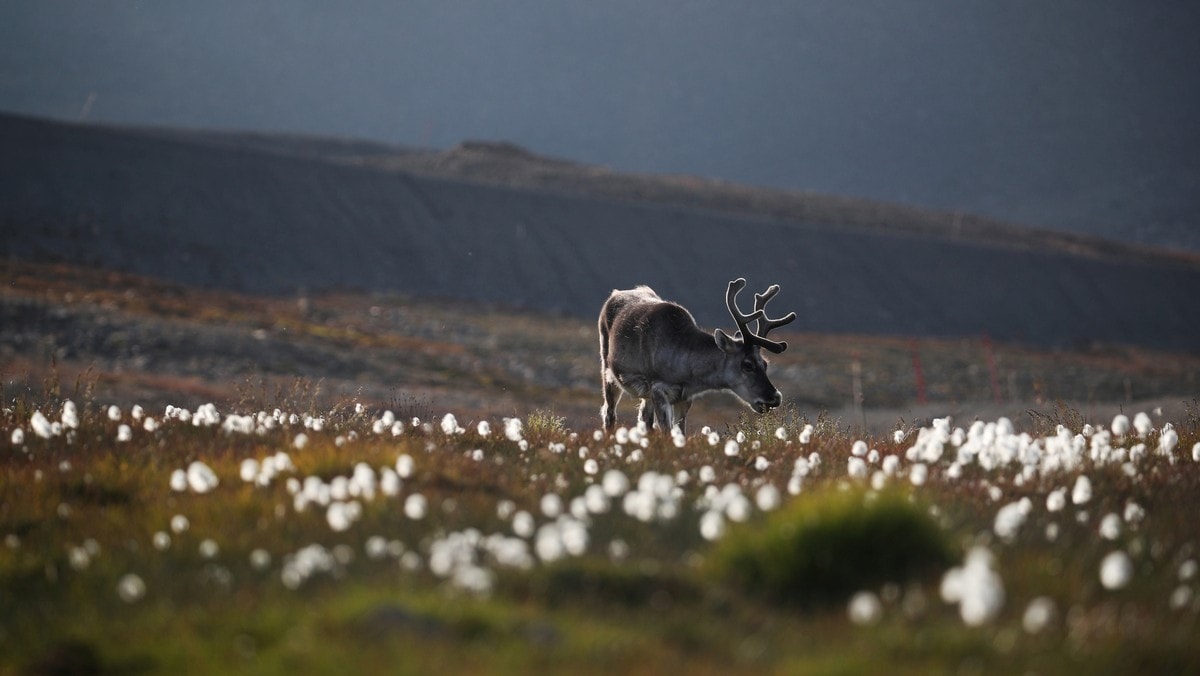 Historisk få rein på Svalbard har dødd: – Klimavinner