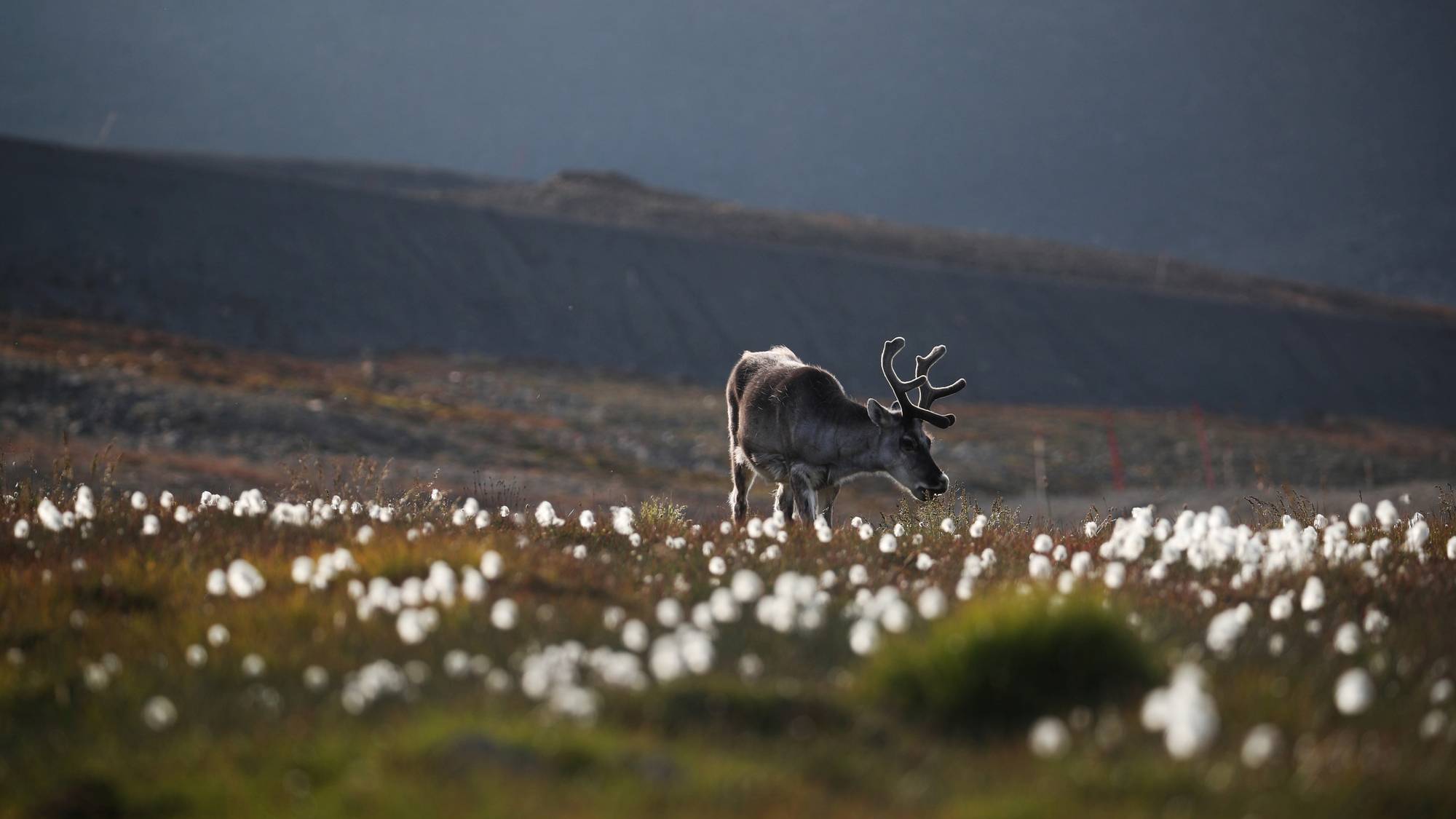 NESTEN REKORD: Før første gang på over 40 år er det målt 20 varmegrader på Svalbard. Dette bildet er fra en varm sommerdag i 2019. Også da så det ut til at temperaturene kunne stige over 20 grader, men det gjorde det altså ikke.