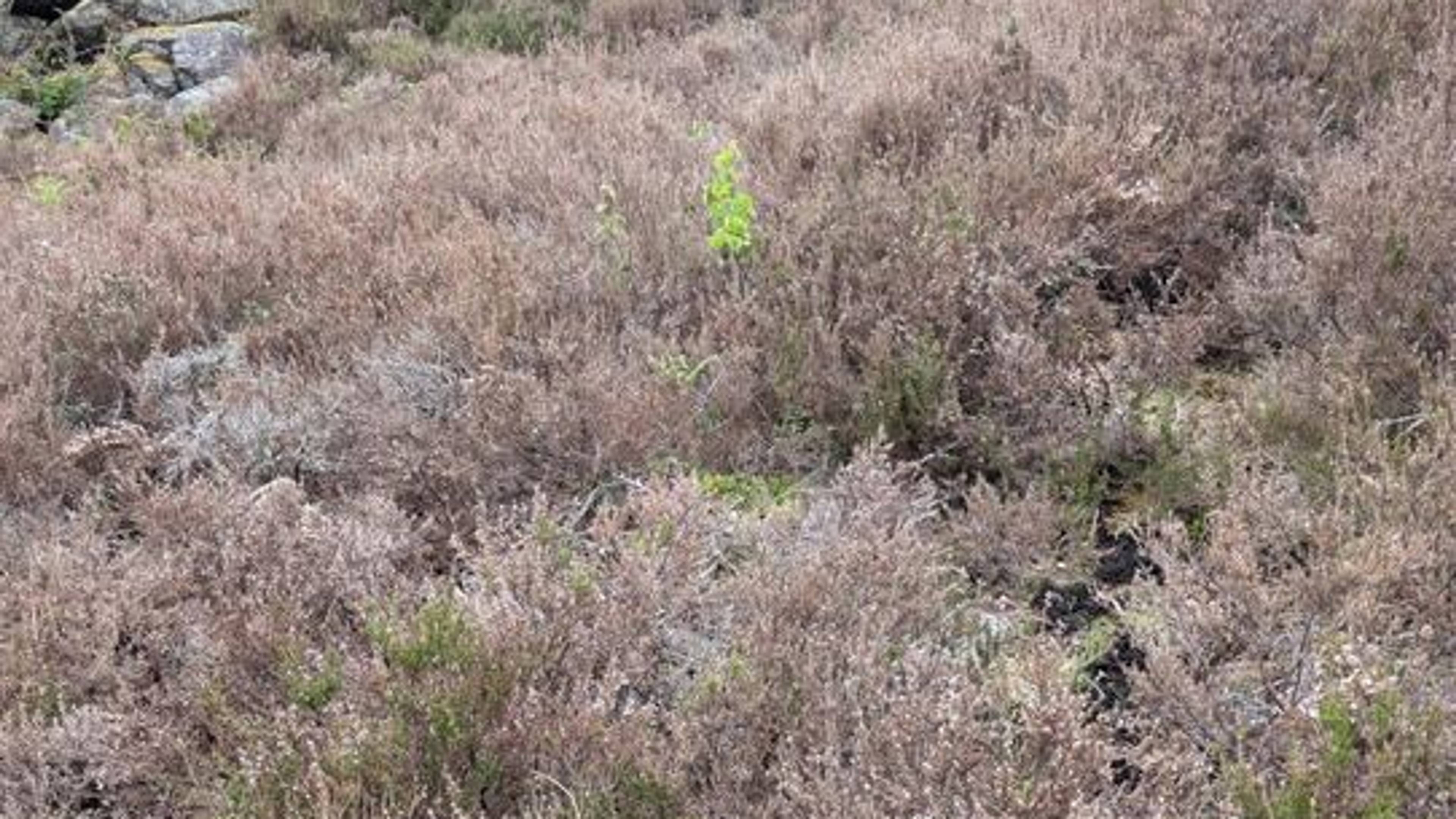Biletet viser eit terreng med lyng, steinar og spreidde grøne plantar i eit fjellområde.