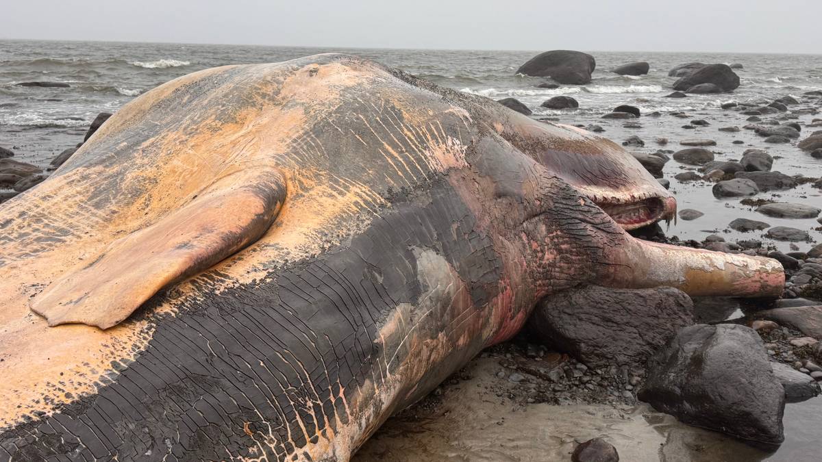 Spermhvalen på Lista skal bli til dyrefôr