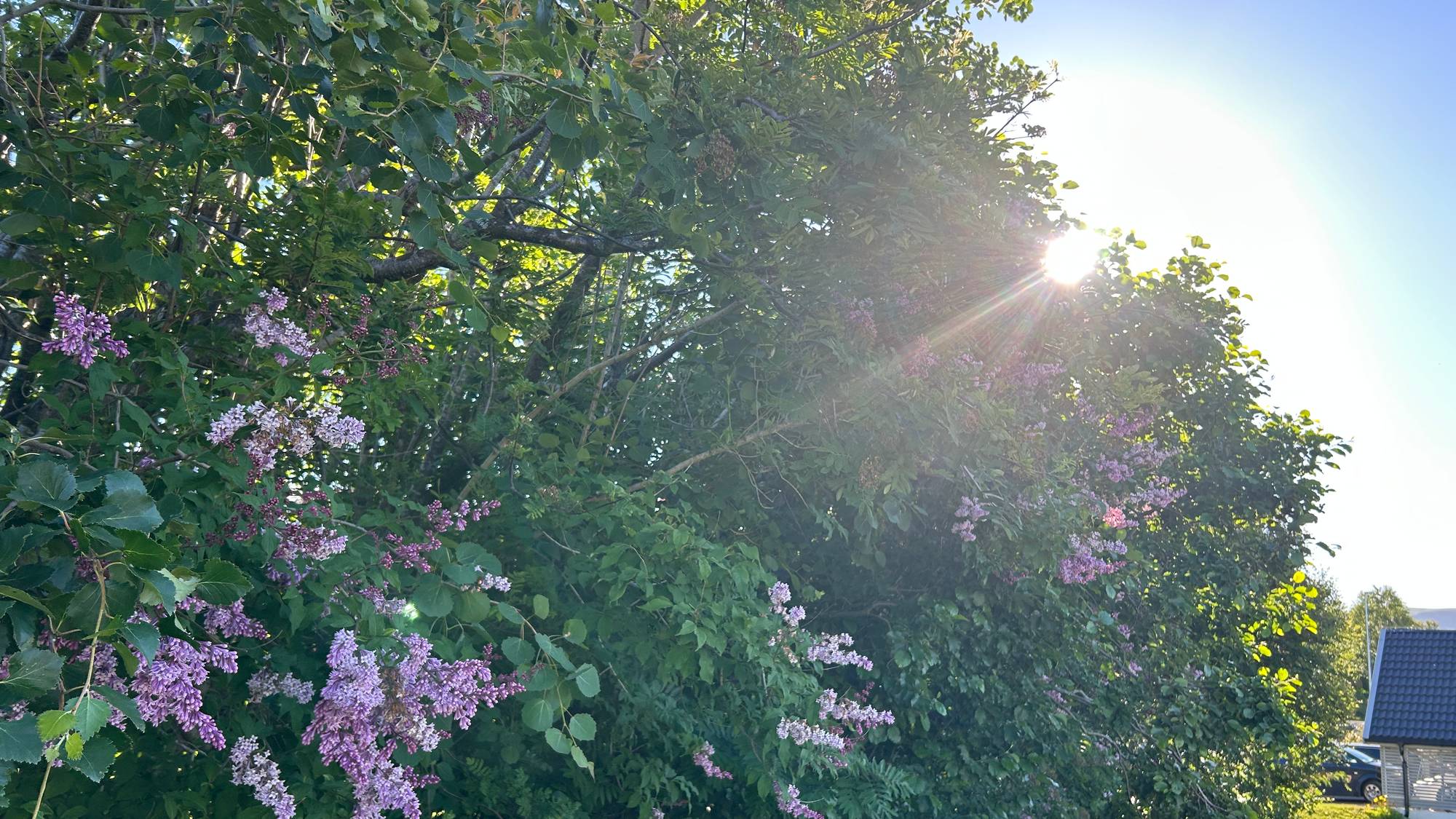 Sol og blomstertrær på Sør-Tromsøya.