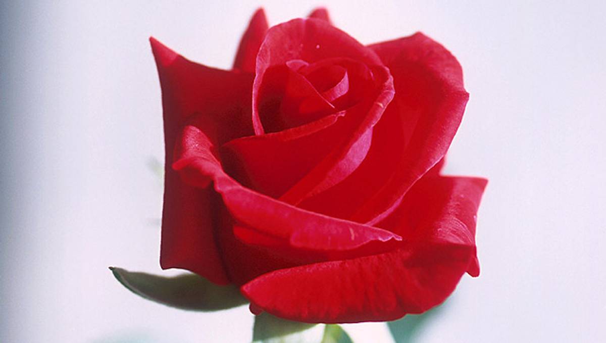 Rød rose – Arkiv