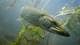 crisod / Getty Images/iStockphoto Gjedde