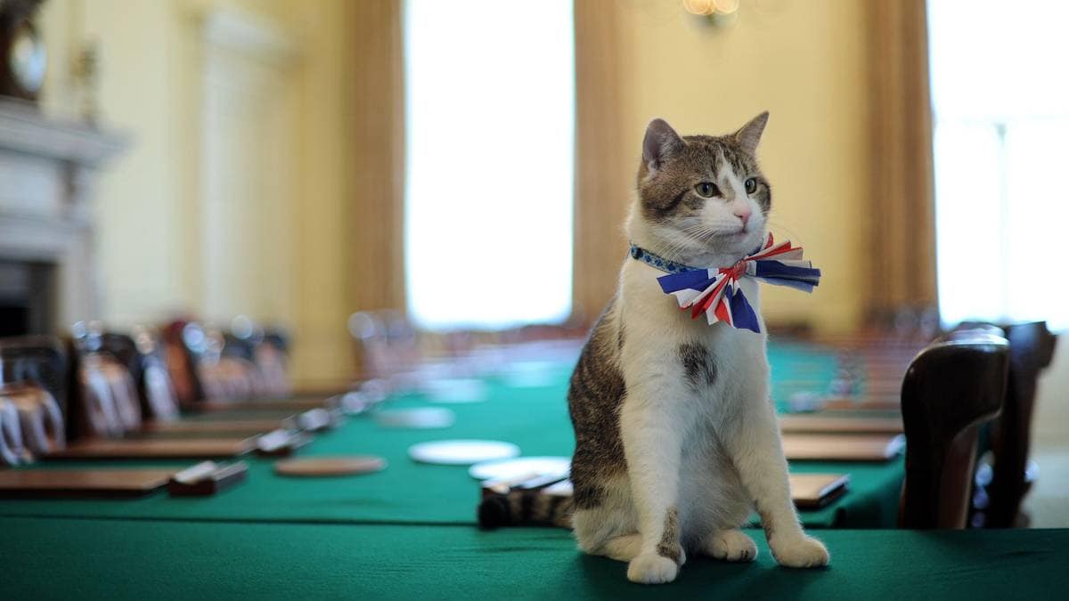 Katten Larry har sjarmert utallige verdensledere – nå gjør han TV-debut