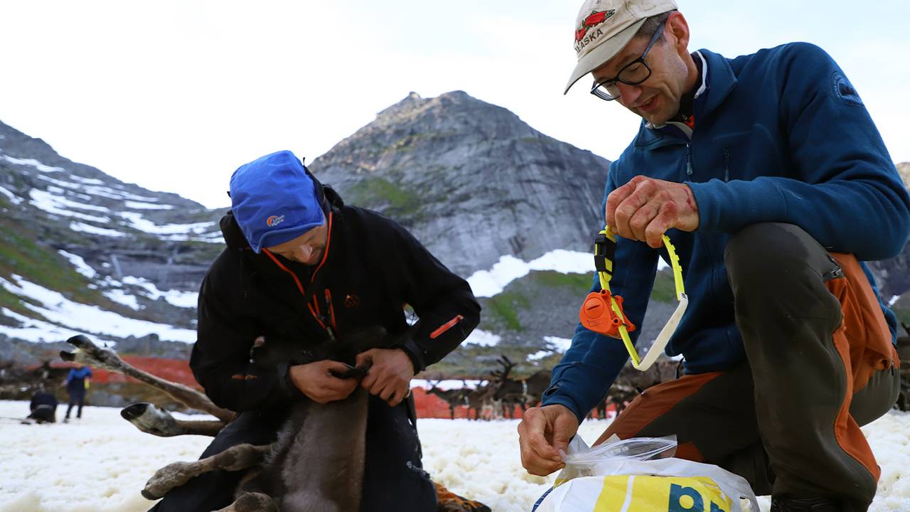 Svein Eilertsen fra NIBIO holder gule klavebånd som kan redde reinsdyr og Mats Jonas Pavall merker reinen