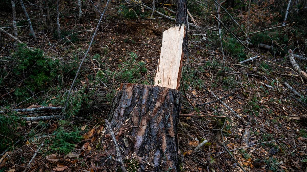 Nye skader på trær i Bamble: – Hva er det som foregår?