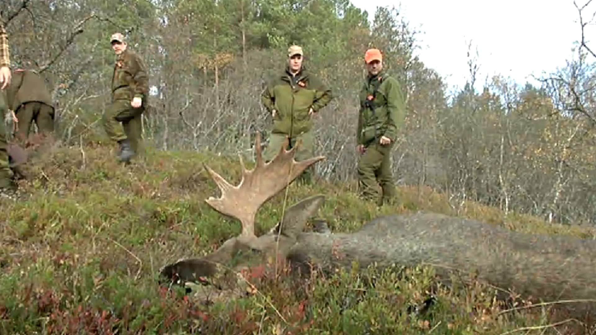 elgjakt-p-sands-y-nrk