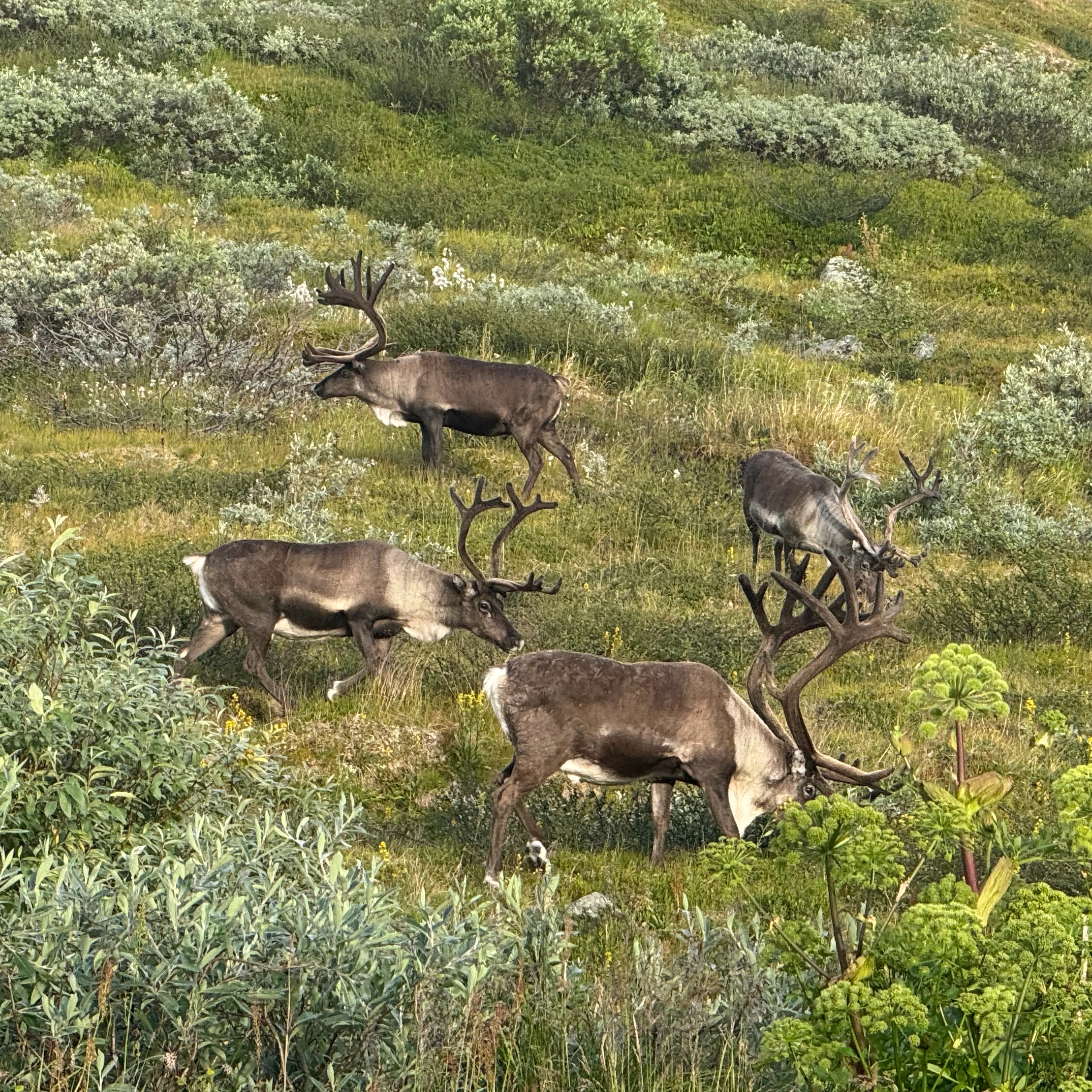 Fire reinsdyr med gevir beiter i et grønt fjellandskap med busker og gress. (Bildebeskrivelsen er laget av en KI-tjeneste)