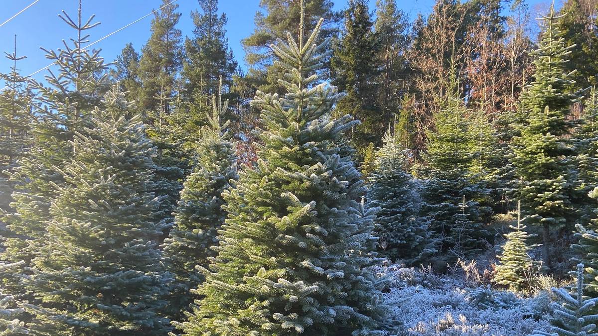 Froland-tre kjemper om å bli Norges fineste juletre