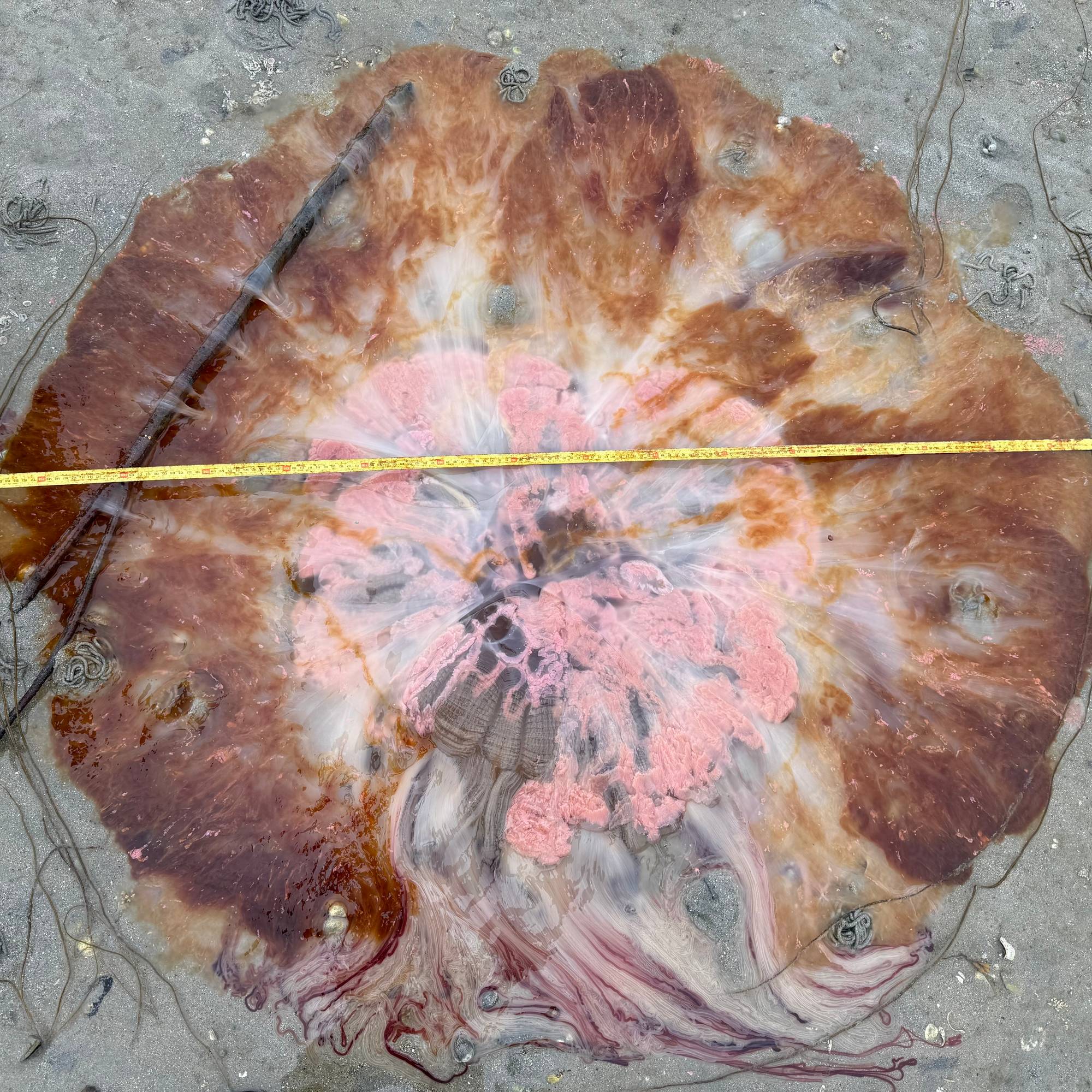 En stor manet sett ovenifra, den ligger på stranda