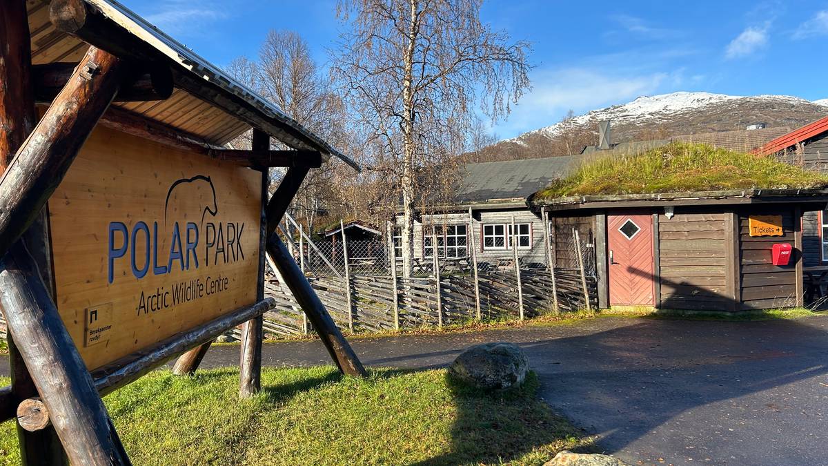 En rømt ulv fra Polar Park er felt