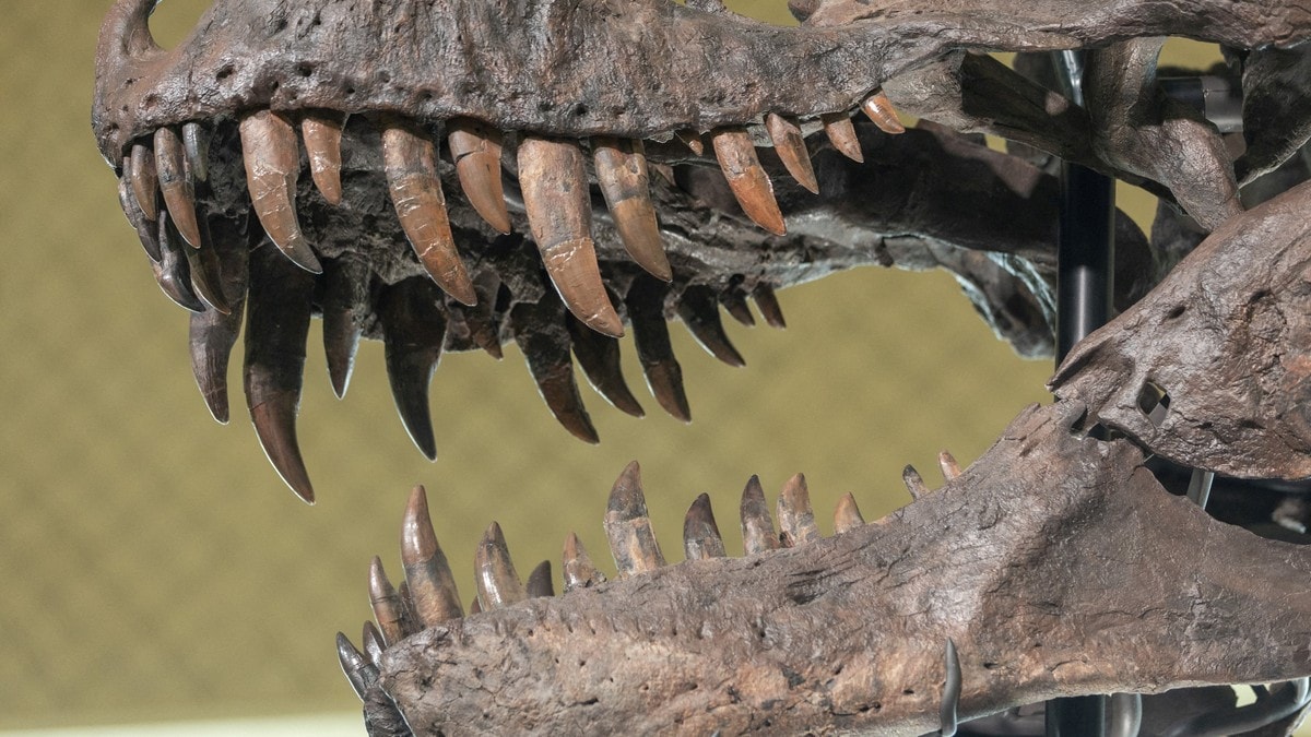 Tannstudie viser at Tyrannosaurus rex var varmblodig