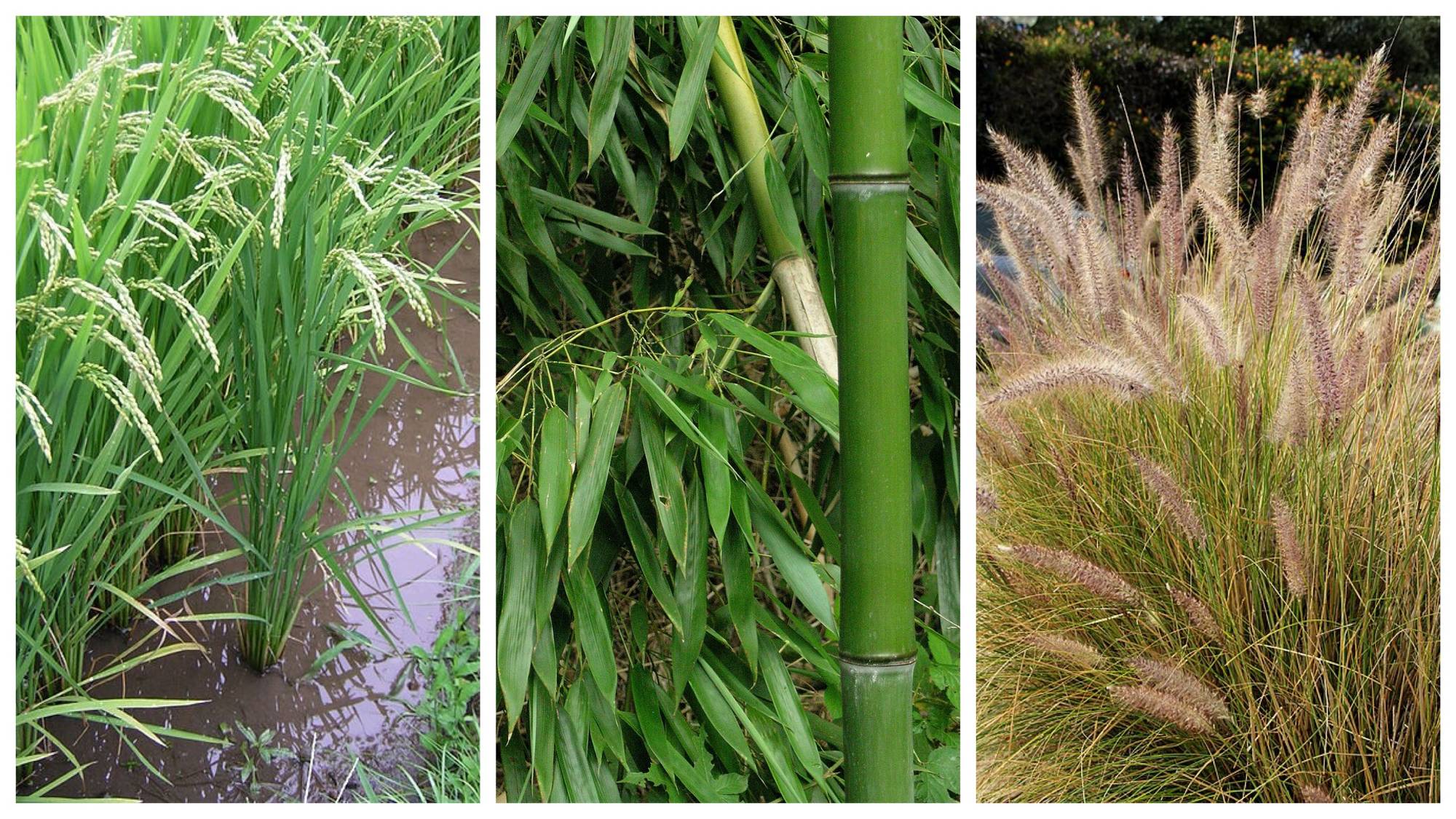 Tre bilder av ulike typer gress