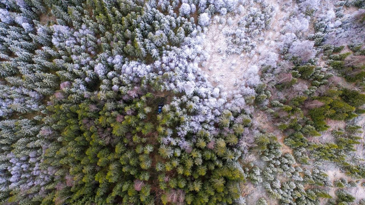 Skog på Gran