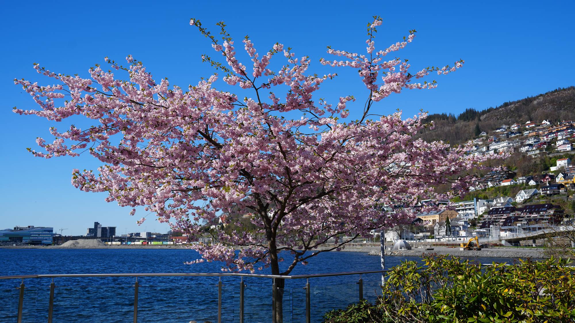 Et blomstrende tre står ved et vann. Treet har rosa blader, og i bakgrunnen ser man flere hus. 