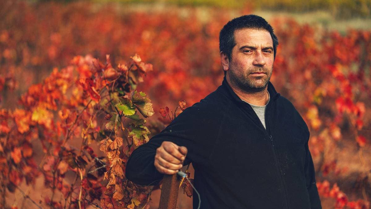 Franske vinbønder i krise – vurderer å slutte