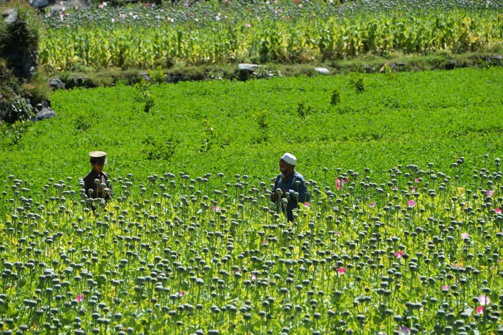 Solcellepaneler gir kraftig økning i Afghanistans opiumsproduksjon