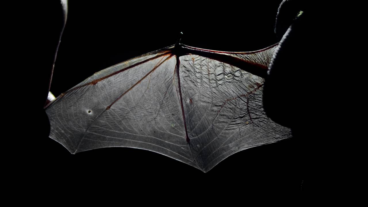 Detalj av en flaggermusvinge, arten trollflaggermus, pipistrellus nathusii