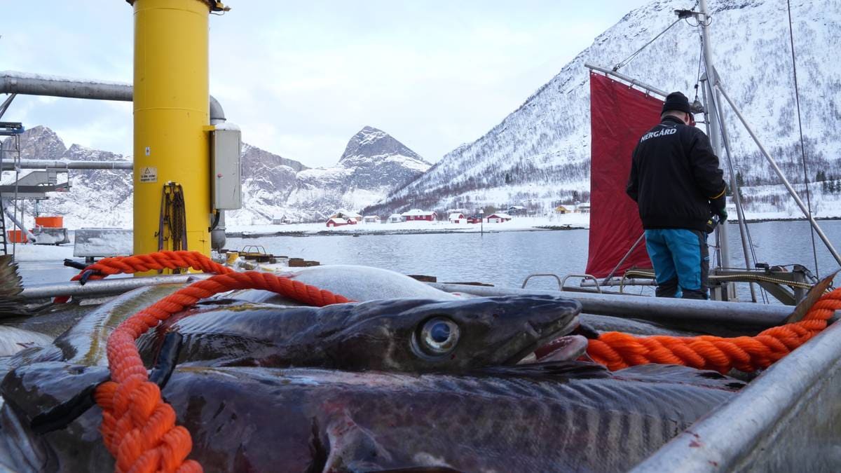 Skipper fikk 15.000 kroner i gebyr – bommet på vekta