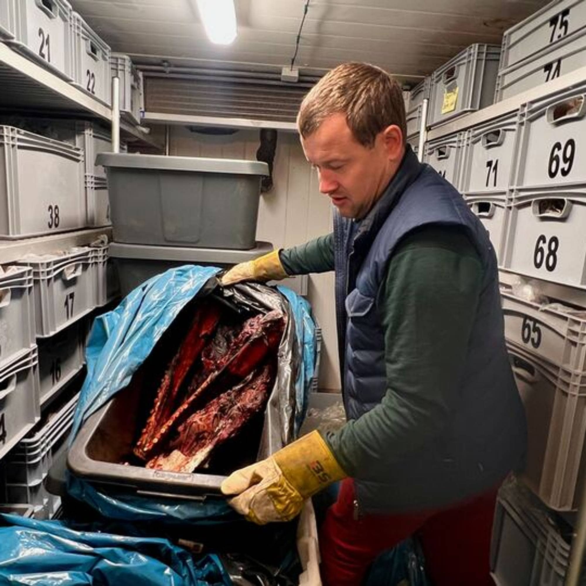 Hvaldmir endte sine dager på mueum i Kristiansand