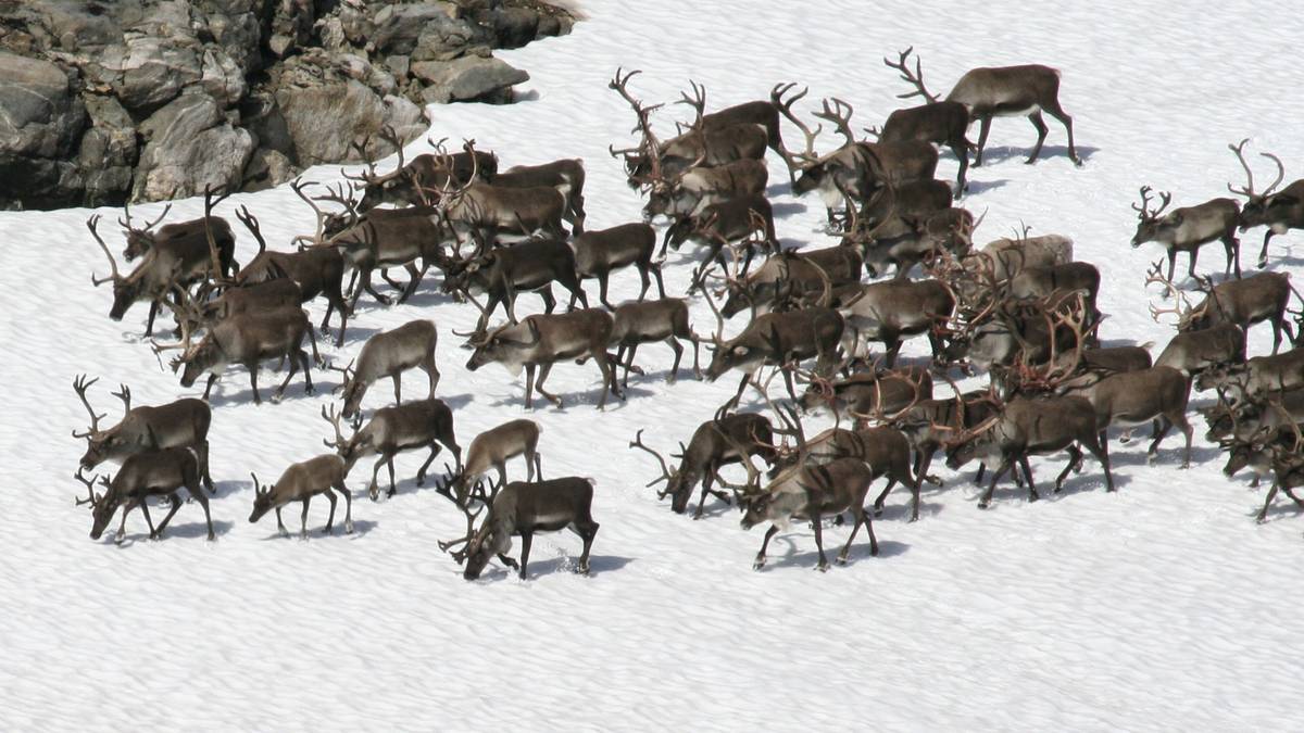 Tovre Labor Party to test whether wild reindeer tourists need guides – NRK Innlandet – Local news, TV and radio