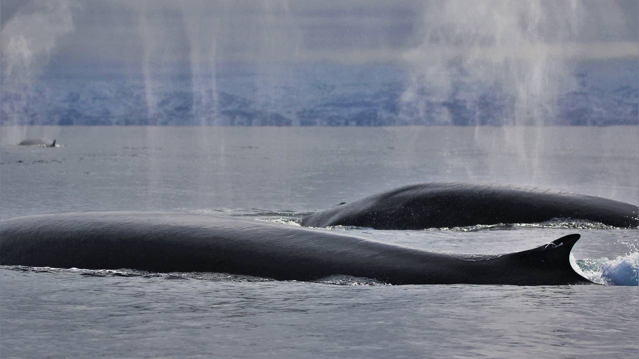 hval i vadsø