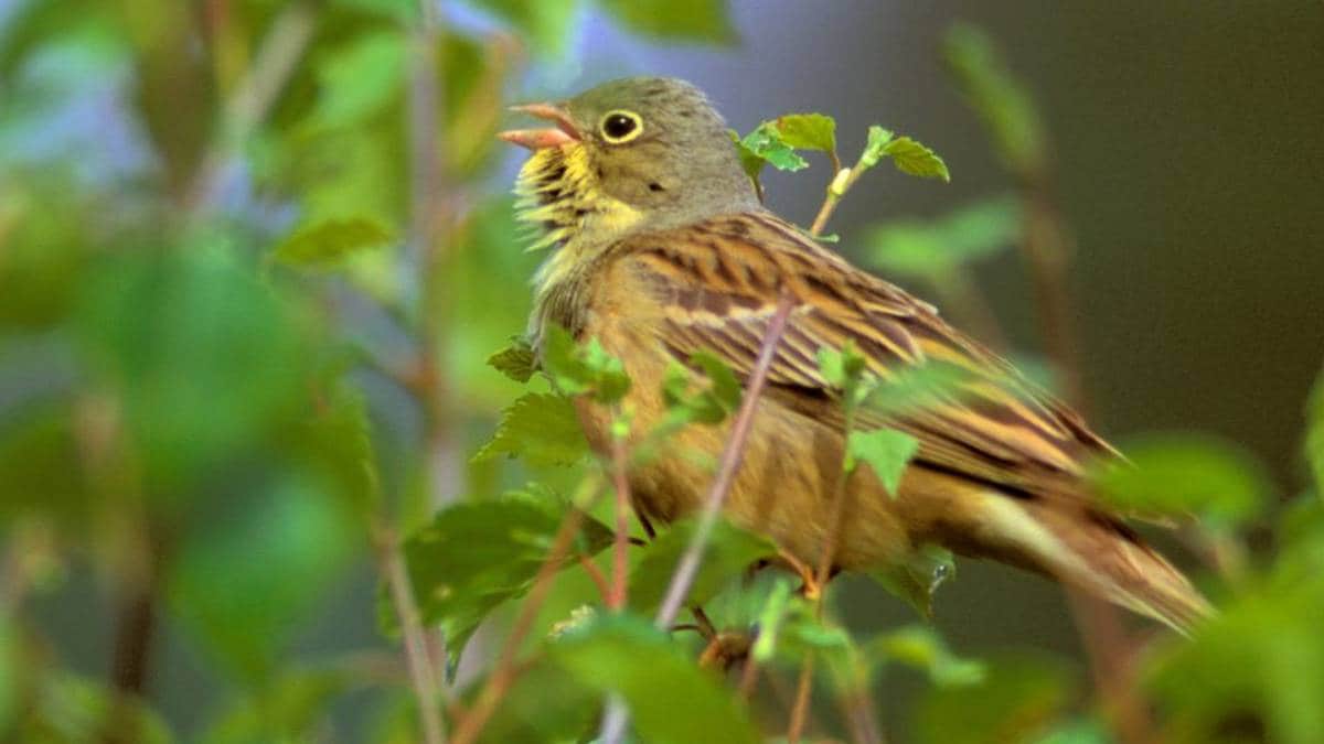 Denne fuglen er truleg døydd ut – kriminelle nettverk kan vere del av årsaka