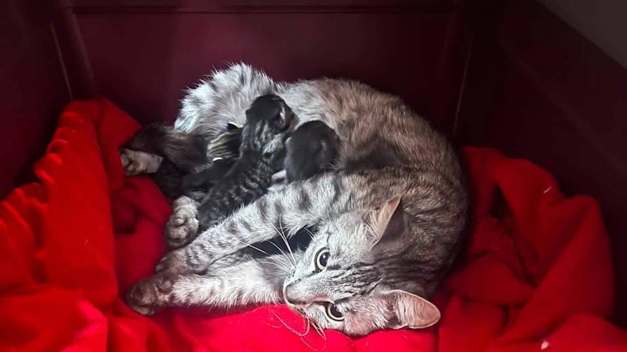 Katter som har blitt reddet av Dyrebeskyttelsen i Kongsberg 