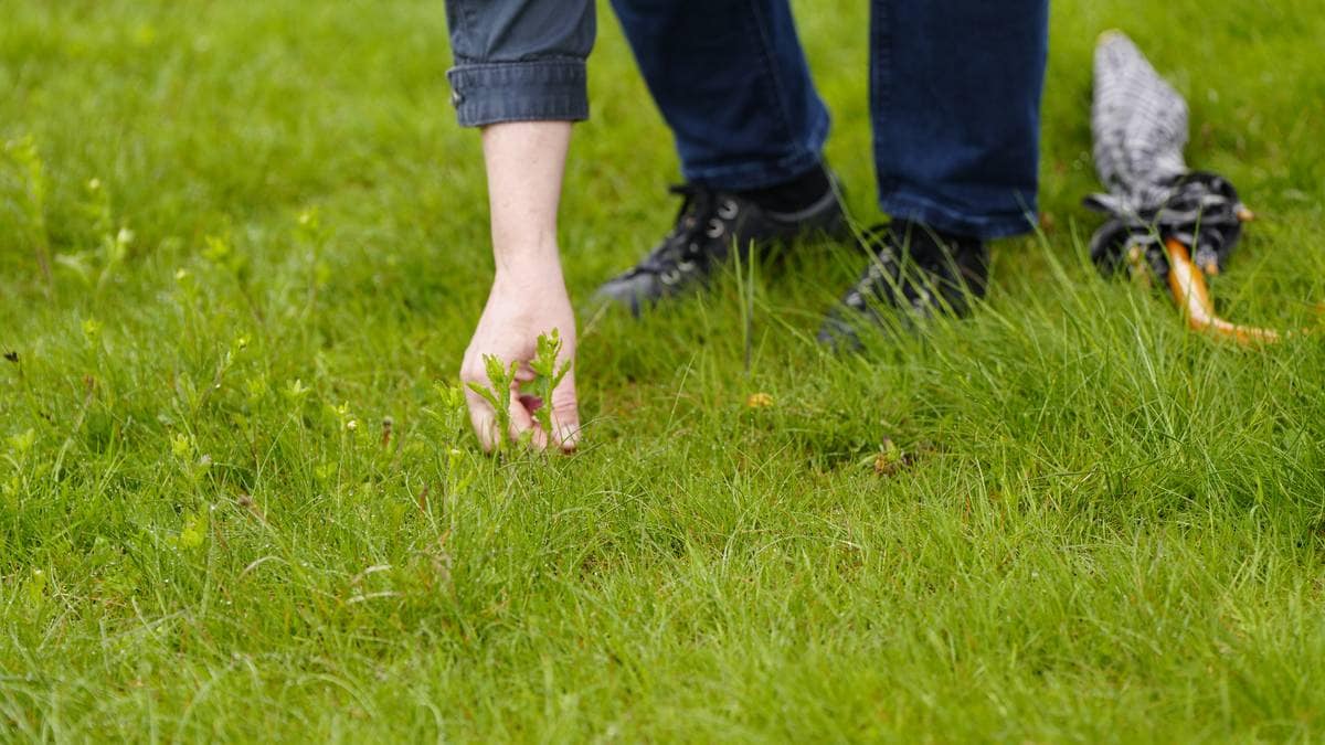 UiA lar gresset gro – har nå 50 plantearter i enga