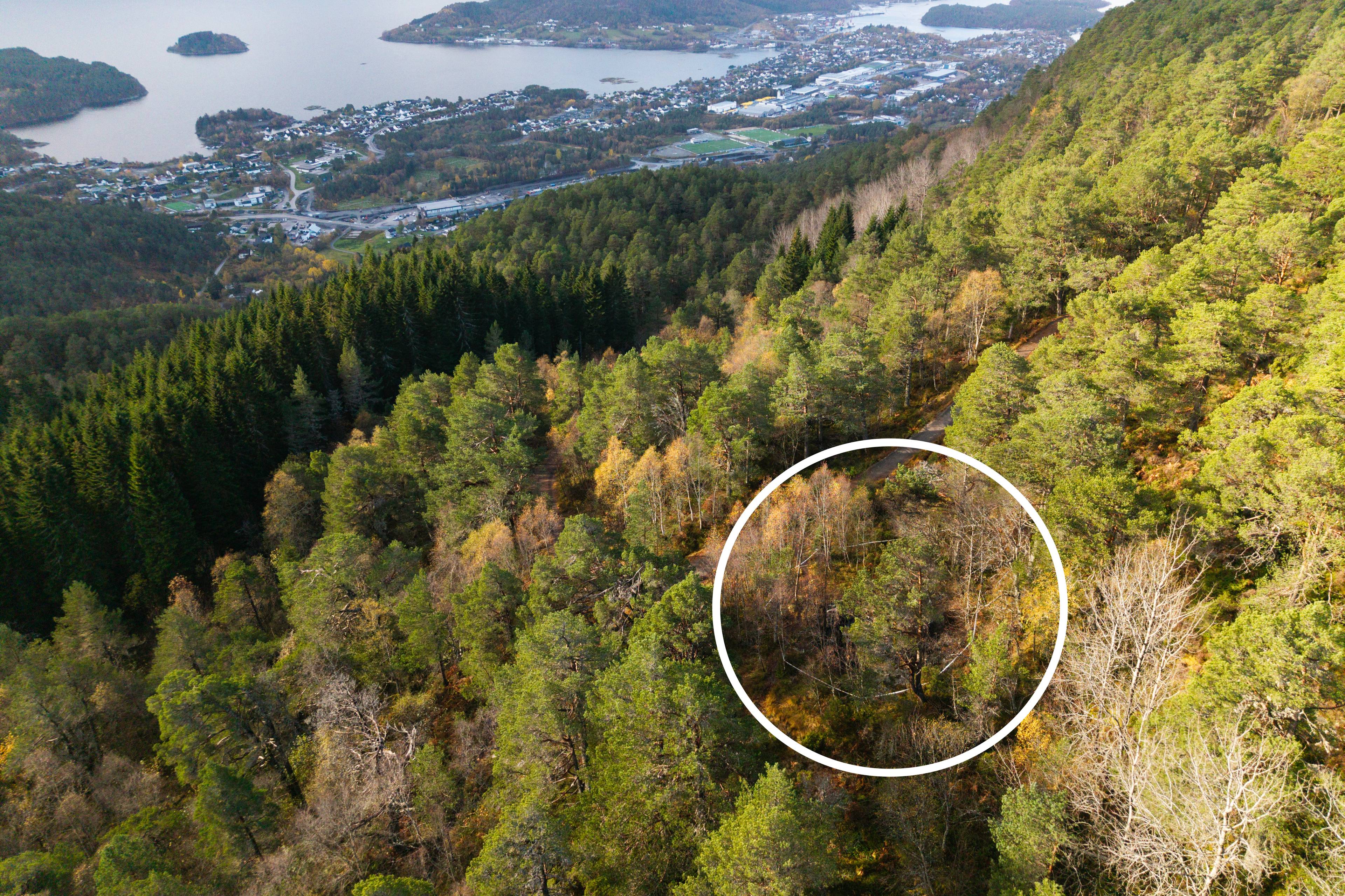 Luftfoto av skogsterreng med en hvit sirkel markert i et område. I bakgrunnen ligger bebyggelse. (Bildebeskrivelsen er laget av en KI-tjeneste)