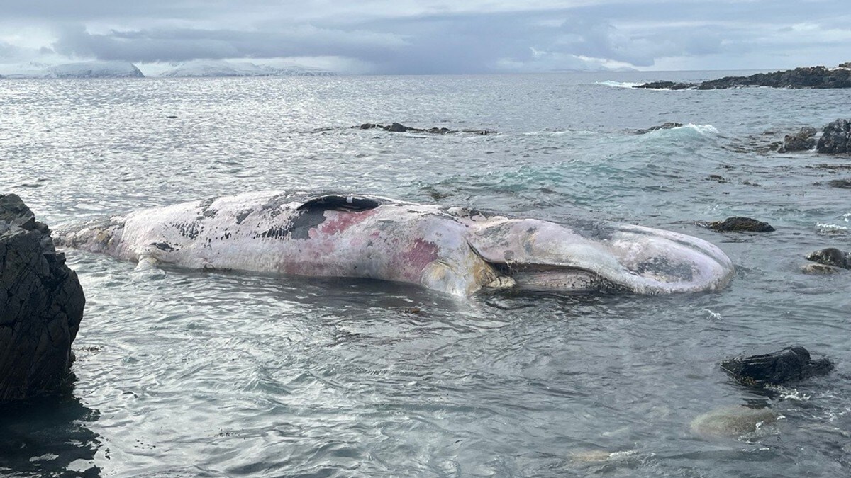 Død hval funnet i Nordkapp