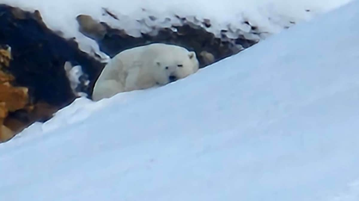 Varsel om isbjørn ved hytteområde på Svalbard