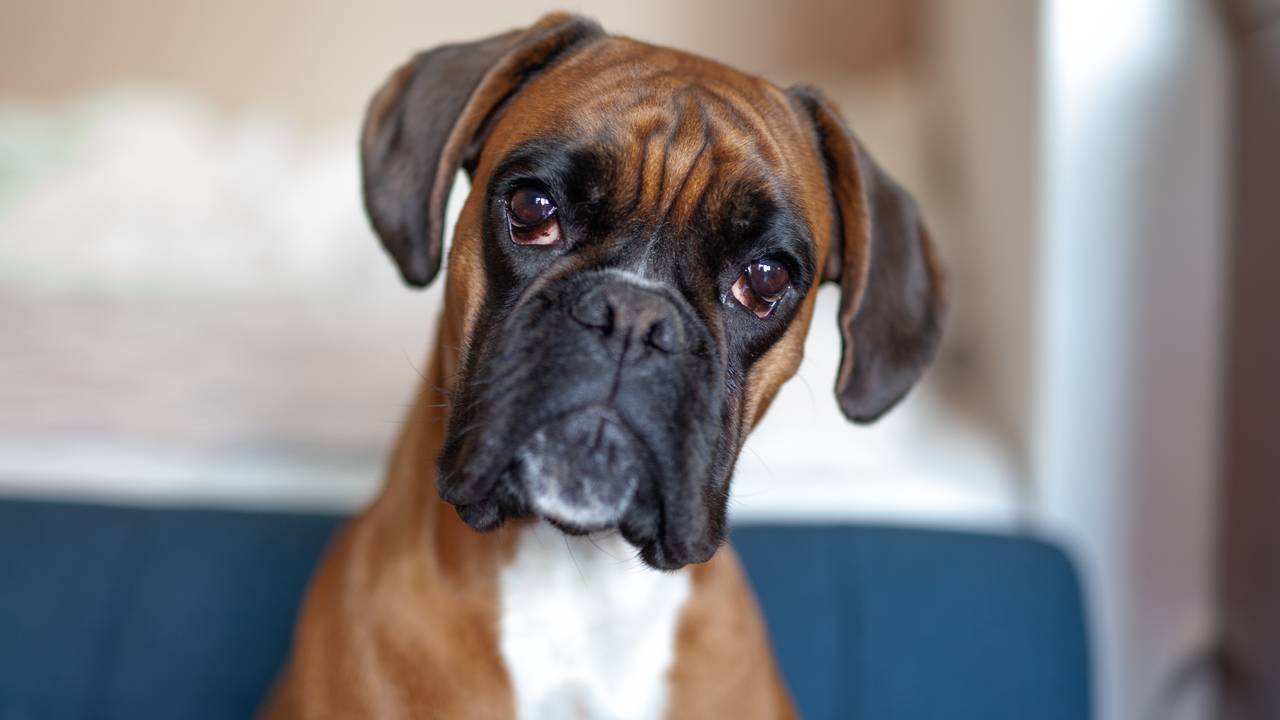 Louie fra bølle til bestevenn