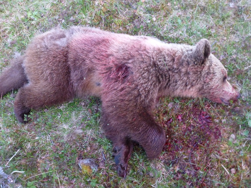 Bjørnebinne skutt i Lierne