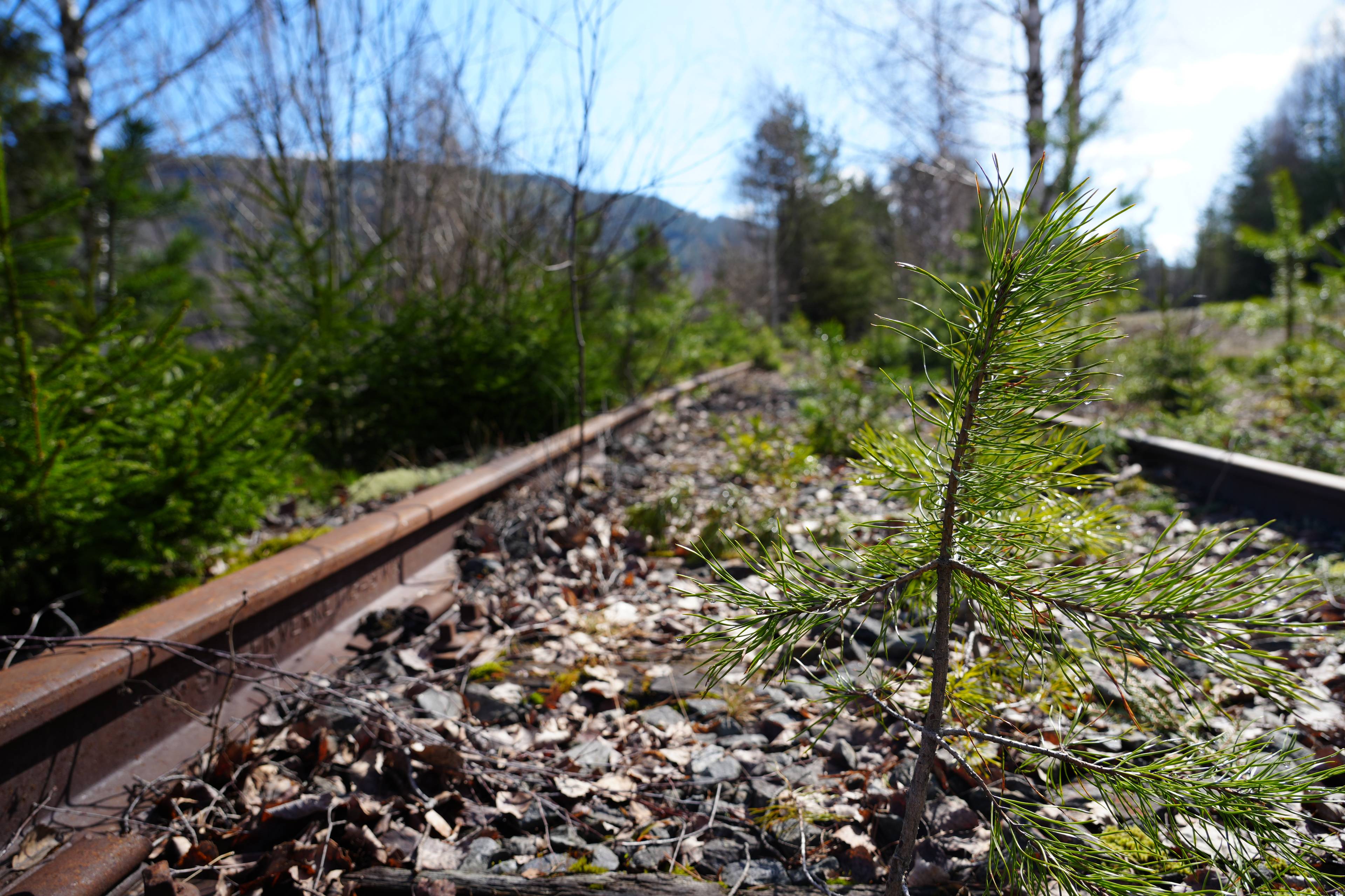 Skog som trengs å ryddes langs skinnegangen