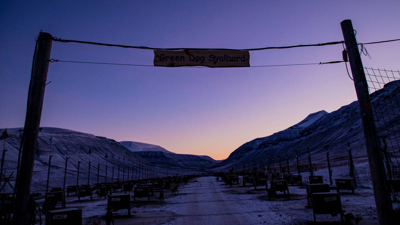 Greendog, Svalbard