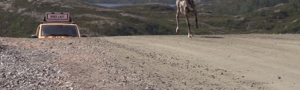 Reinsdyr rein og vindturbiner Fosen