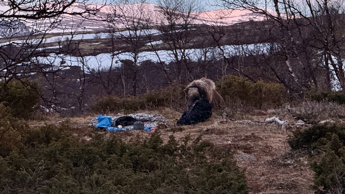 V&aring;knet av moskus rett ved soveposen p&aring; Dovrefjell